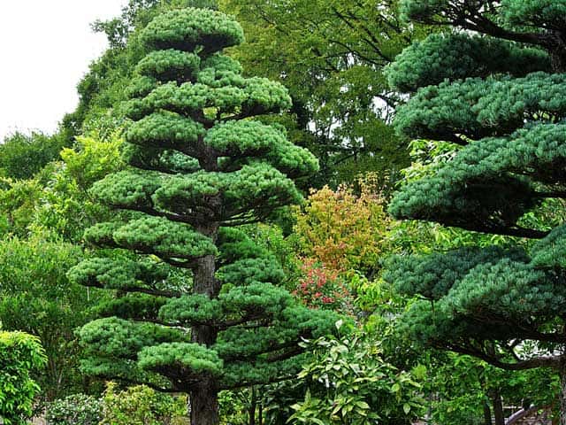 庭の植木の写真